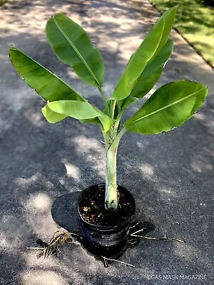 Musa Manzano Cold Hardy Banana Tree Live Plant Fruit Tree • $85