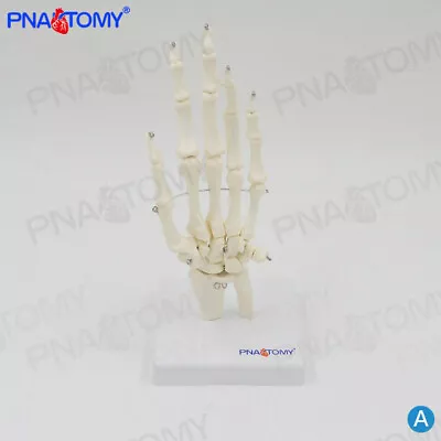 Human Skeleton Anatomy Hand Bone Wrist Joint Ulna Radius Model • $29.70