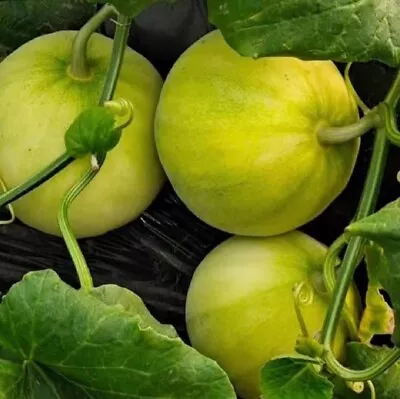 30+ Japanese New Melon Seeds; 新瓜; ニューメロン; 日本甜寶香瓜; Mini Honeydew Sweet Melon • $2.60