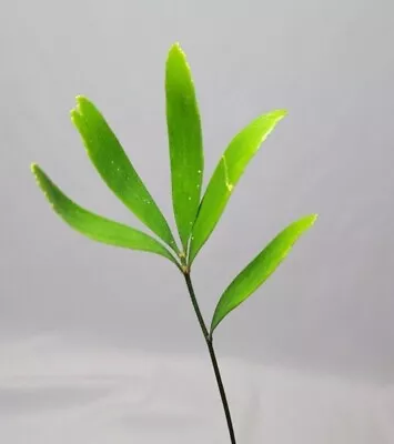 Zamia Erosa RARE Caribbean Cycad Seedling | US Seller! • $39.99