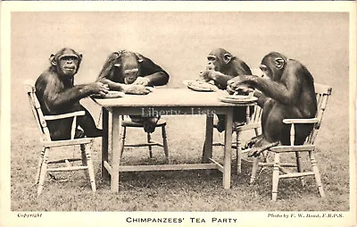 Chimpanzees' Tea Party F.W. Bond F.R.P.S Postcard D186 • £3.75