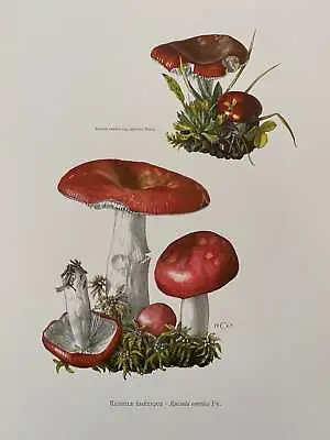 EMETIC RUSSULA Mushroom Print. Antique And Vintage Natural Sciences And Spore • $26.40
