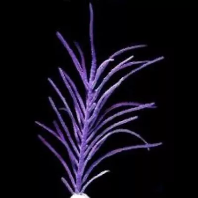 Live Soft Coral Purple Sea Plum 2  • $10