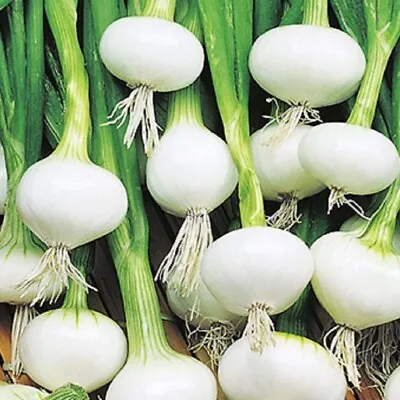 Barletta Onion Seeds | NON-GMO | Heirloom | Fresh Garden Seeds • $1.60