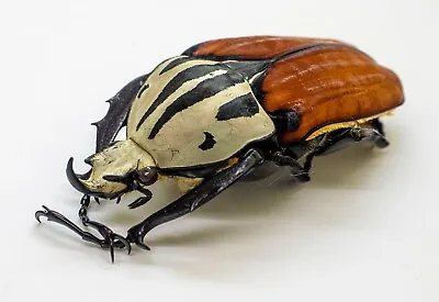 Beetle - Cetoniidae -Mecynorrhina Oberthuri Unicolor (m) - Tanzania (MOU53)  • $49.98