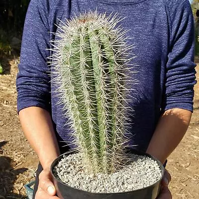 Giant Cardon Or False Saguaro - Pachycereus Pringlei Cactus Cacti Succulent Real • $87.49