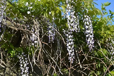 £24 • Buy 8 Cuttings -  Wisteria Sinensis Plant - Rare Fragrant Climber Climbing Plant