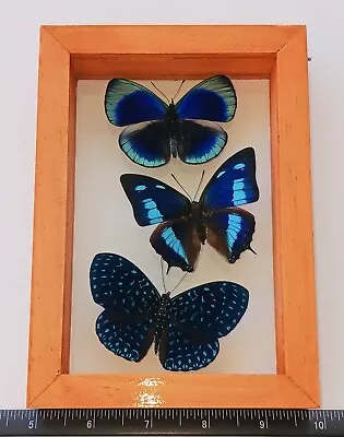 3 Real Butterflies Framed Special Collection Mounted Wood Double Glass 4.5 X6.5  • $79.99