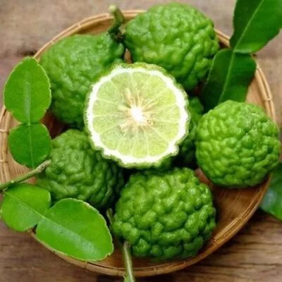 100+ Kaffir Lime Seeds CITRUS HYSTRIX Makrut Organic  Lime Thai Lime Fresh Seeds • £17.51