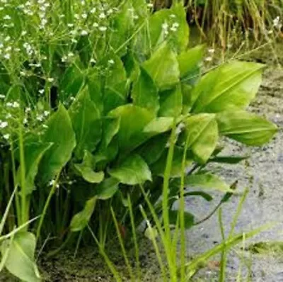 Alisma Plantago Hardy Pond Plant Marginal 50 Seeds Garden Plants  • £1.49