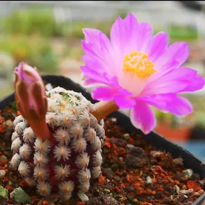 High 3-4cm Cactus Succulent Plant Mammillaria Theresae Garden Beautiful Plants • $16.91