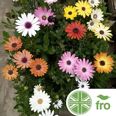 Flower - African Daisy Mix -  Dimorphotheca - 900 Seeds  - Fast Uk Dispatch ✅ • £2.99