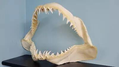 Amazing REAL Mako Shark Jaw! 20 Inches X 10! Largest Tooth Is 1.4 Inch • $800