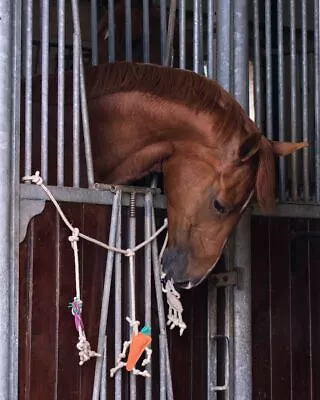 Qhp Horse Toy Box Stable Hanger For Pony Horse Or Foal Bordem Toys • £14.95