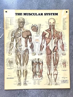 Vintage Medical Chart-The Muscular System-1986 Anatomical Chart Co. Peter Bachin • $17.99