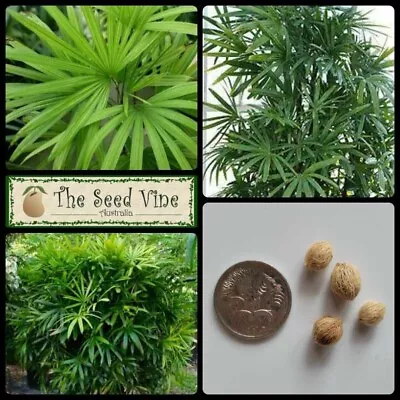 5+ LADY PALM TREE SEEDS (Rhapis Excelsa) Tropical Evergreen Indoor Plant • $8