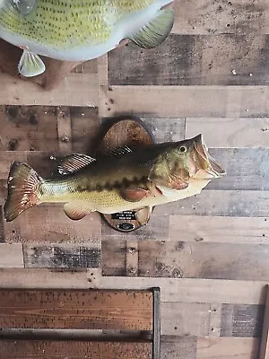 Largemouth Bass Taxidermy Fish Wall Mount 7# (TOLEDO BEND)  • $80