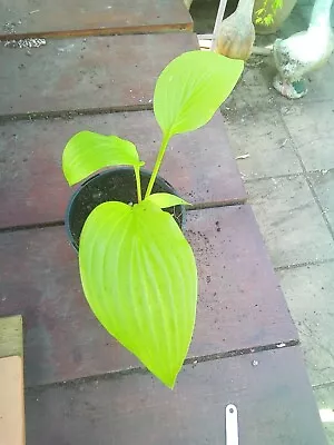 £3.50 • Buy Hosta Golden Age