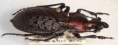 Coptolabrus Principalis Sanchi Hubei Prov. China #17D Beetle Scaphinotus Carabus • $20