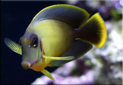 Mimic Tang Acanthurus Pyroferus • £99.99