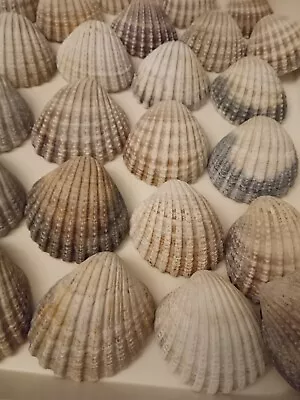 100 Prickly Cockle Shells For Weddings Sea Shell Art Crafts. Width Approx 5 Cm • £15