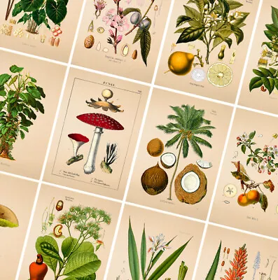 VINTAGE BOTANICAL POSTERS PRINTS - A4 A3 A2 Poster - Wall Art Home Flower Decor • £1.99