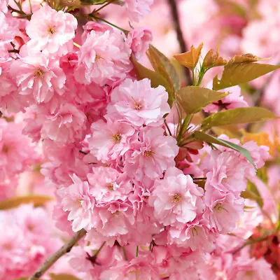 £24.99 • Buy Flowering Cherry Tree Prunus 'Kanzan' Bare Root 85-115cms