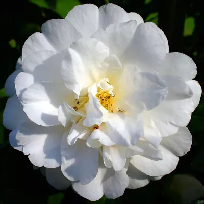 1 X Camellia Japonica 'onetia Holland' Bushy Evergreen Shrub Hardy Plant In Pot • £9.99