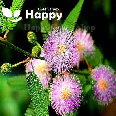 SENSITIVE PLANT - 75 Selected Seeds - Touch Me Not - Mimosa Pudica Perennial • £2.05