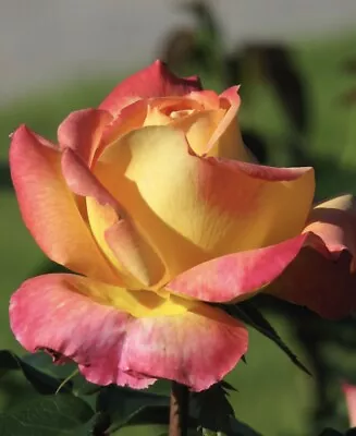 Love & Peace Rose  Bush Live Starter Plant HYBRID T!  Bare Root!!! • $29.99