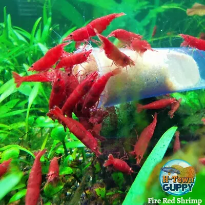 20+2 Fire Red Cherry - Freshwater Neocaridina Aquarium Shrimp. Live Guarantee • $51.95