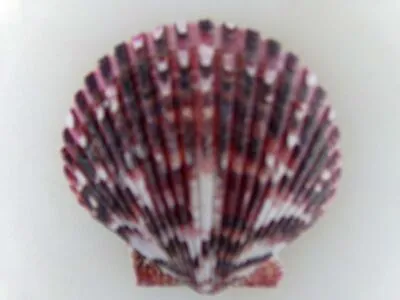 Purple Pectin Scallop Sea Shells~Beach Decor Nautical Crafts~~~~~~~id1208 • $6.95