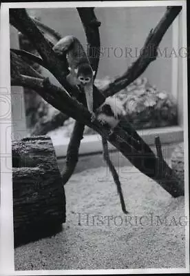 1966 Press Photo Rejected Cotton Top Marmoset Monkey At Milwaukee Zoo • $19.99