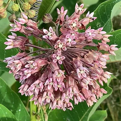 Common Milkweed Seeds 30+ Asclepias Native Wildflower PERRENIAL USA FREE S&H • $2.45