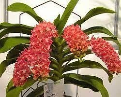 $12 • Buy ORCHID - Rhynchostylis Gigantea ' Orange'  SPECIES