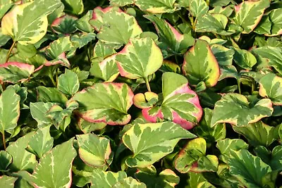 Live Houttuynia Cordata  Chameleon  Winter Hardy Aquatic Marginal Pond/Bog Plant • $16.95