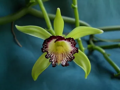 Orchid Plant Vanilla Poitaei Orchid Species • $20