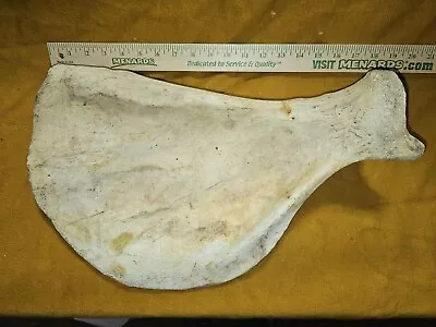 St  Lawrence Island Native Midden Walrus Scapula Fossil. • $225