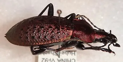 Coptolabrus Elysii Hubei Shachi China #17E Beetle Scaphinotus Carabus • $20