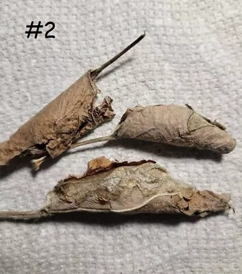 Callosamia Promethea Moth Cocoons  Live  Lot Of 3-1 Female 2 Males #2 • $30