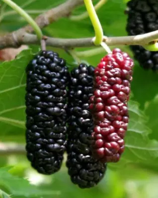 RARE GIANT MULBERRY Fruit Plant Tree 20 SEEDS -Combined Shipping (USA Seller) • $9.98