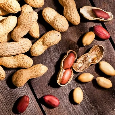 Jumbo Bailey Virginia Peanut Seeds | For Planting Top Producer Pea Nut Seed 2024 • $7.80