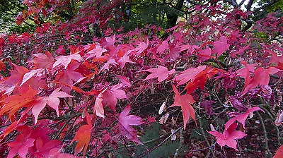 50 Acers. 10 Varieties Of Beautiful Coloured Acers Red/orange/purple. Bargain. • £6.99