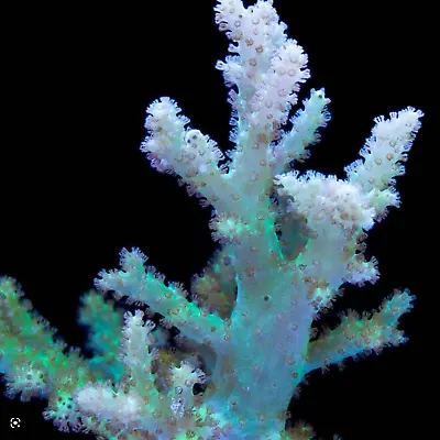 FANTASTIC Soft Finger Leather Coral For Marine Aquarium • £20