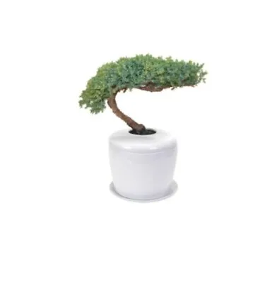 Juniper Traditional Tree Bonsai & Tray + Porcelain Ceramic Cremation Urn 8yo 11″ • $510.95