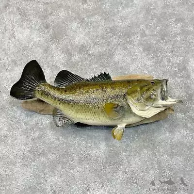 #28521 P | 22  Largemouth Bass Taxidermy Fish Mount For Sale • $920