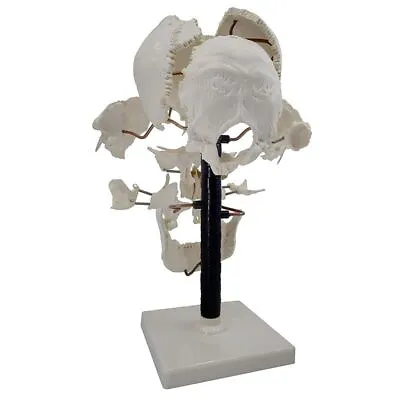 Human Skull Model Anatomy Model Medical Teaching Resources Life Size 16Parts • $178.40