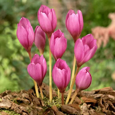 Crocus 'Zonatus'. 9cm Plant X 2. Lilac-pink Autumn Crocus Flowers. Spring Bulbs. • £15.95