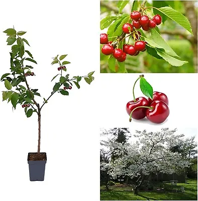 Cherry Tree - Prunus Avium 'Stella' - Patio Fruit Tree 2-4ft In 5 Litre Pot • £29.99