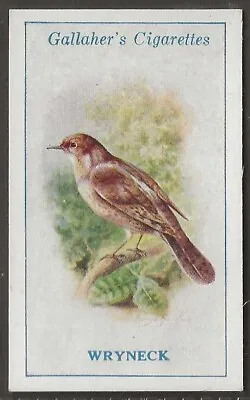 Gallaher-british Birds 1923 (by George Rankin)-#005- Wryneck • £2.99